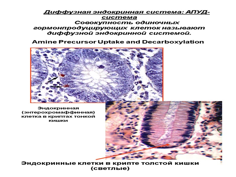 Диффузная эндокринная система: АПУД-система Совокупность одиночных гормонпродуцирующих клеток называют диффузной эндокринной системой. Amine Precursor